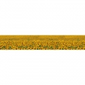 KI-030 Sunflower field