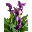 Calla