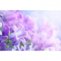 Campanula