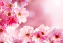 Cherry blossoms 